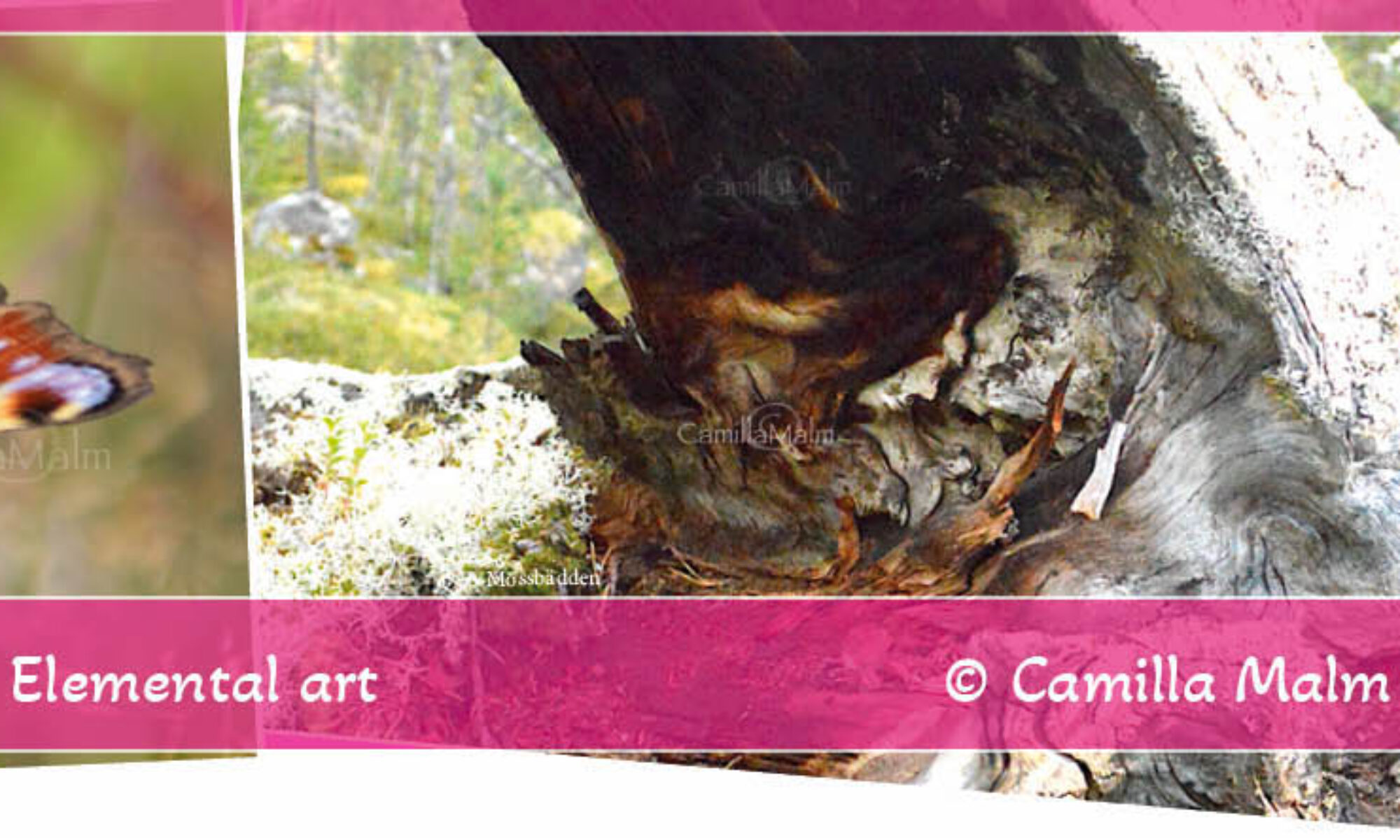 Naturbild: Påfågelfjäril. Elemental art: Mossbädden, synvilja på rot.